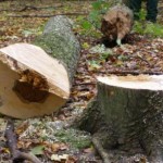 wald3