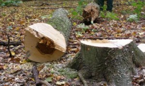 wald3