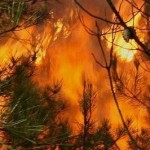 waldbrand 1
