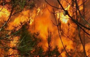 waldbrand 1