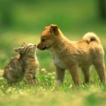 Tiere1