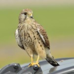 Turmfalken Weibchen 7