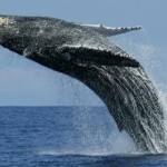 whale 3