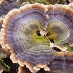 schmetterlingstramete 3