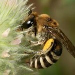 Wildbienen a