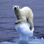 eisbär ohne eis