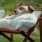 sommer und hund 2