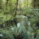 Urwald99