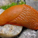 arion vulgaris