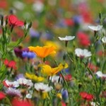 blumenwiese9
