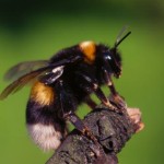 hummel9