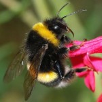 a hummel 6
