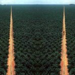 palmoelplantage7