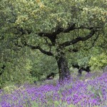 lavendel10