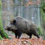 wildschwein20