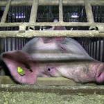 20tierschutz