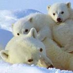 eisbär10