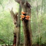 wald10