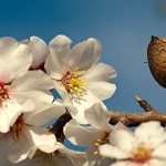 mandelblüten10