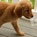 tiere10