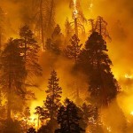 waldbrand10a
