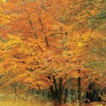 wald herbst10