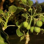 Jatropha curcas10