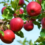 apfelbaum3
